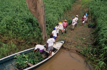 People take tree seedlings off a boat in the rainforest.