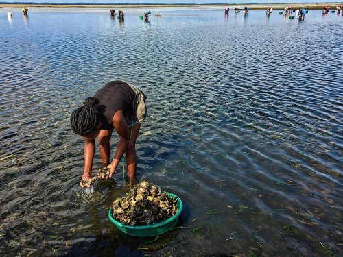 A person bends in shallow coastal water, gathering shellfish and placing them into a plastic basin, with others visible in the distance.
