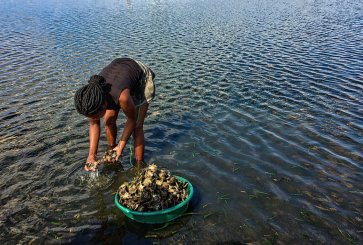 A woman bends down to collect sand oysters in seagrass meadows of Inhambane Bay