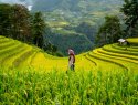women in paddy field
