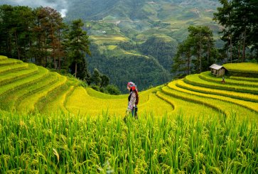 women in paddy field