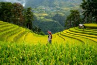 women in paddy field