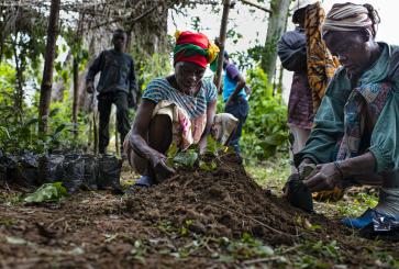 Women planting trees.