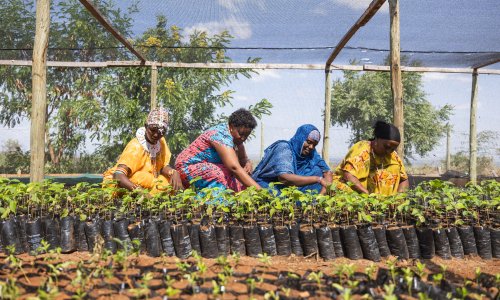 Partner farmers from Marsabit, working with the International Tree Foundation