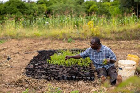 Man planting trees.