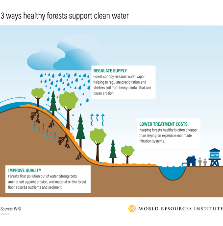 A graphic outlines three ways forests can support clean water.