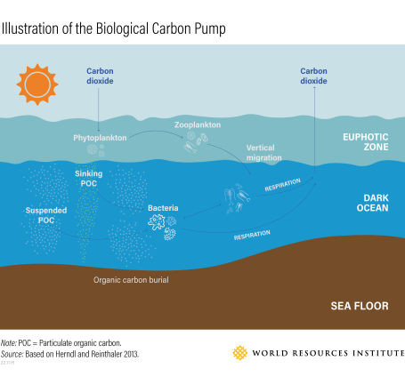 biological carbon pump