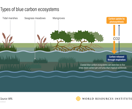 Graphic showing how the various types of blue carbon ecosystems, including mangroves, seagrass meadows and salt marshes, sequester carbon dioxide.