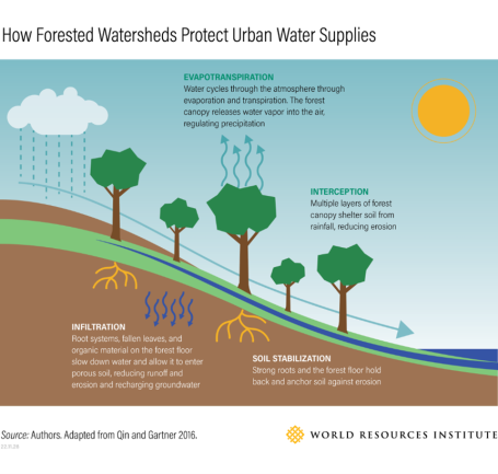 Graphic showing how forests protect and improve urban water supplies.