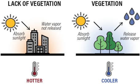 Illustration showing why green spaces are cooler than built areas in cities.