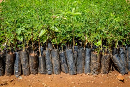 Mangrove saplings lined up to be planted 