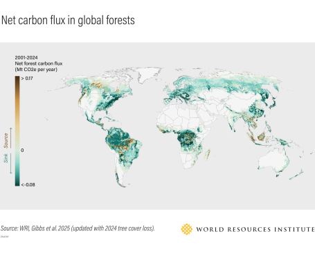 Net carbon flux in global forests