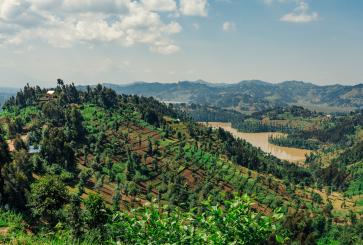 Mountainous farmland and trees in Rwanda.