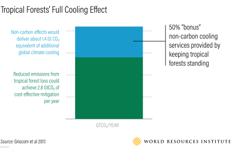 Cooling effect of tropical forests